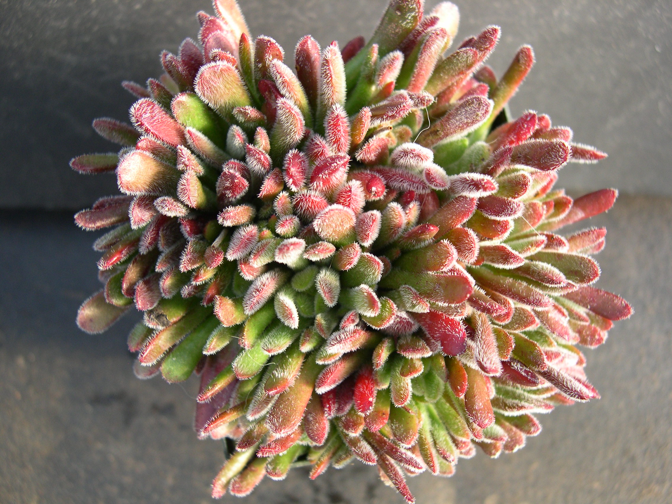 Crassula radicans